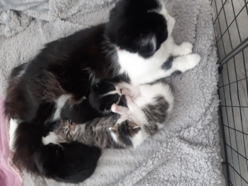 A therapet with babies 